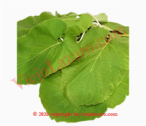Caisimon Herbs