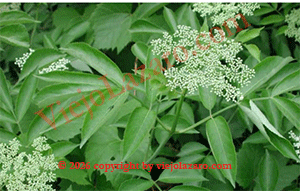 sauco plant in english Sauco Blanco Herbs – El Viejo Lazaro