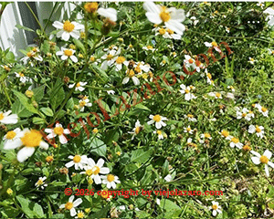 Romerillo Herbs