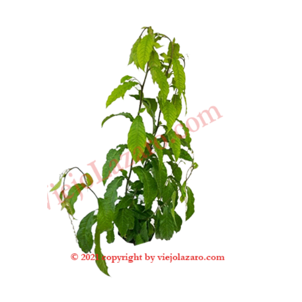 Anamu Herbs