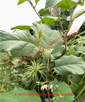 Pendejera Herbs