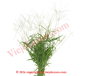 Pata de Gallina Herbs