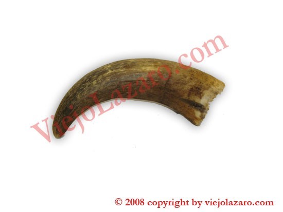 Cow Horn