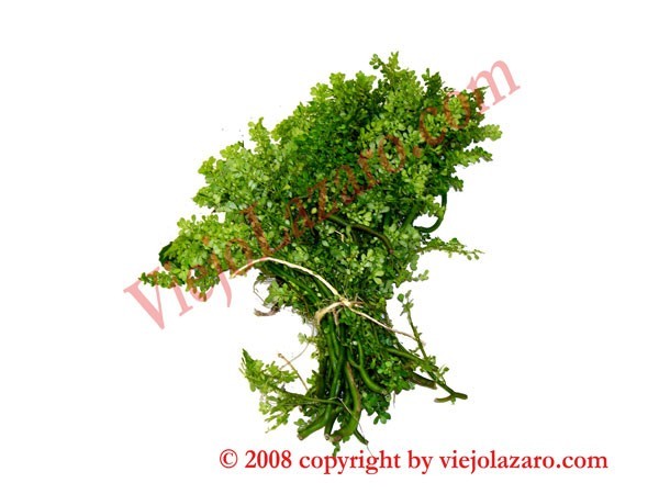 Frescura Herbs