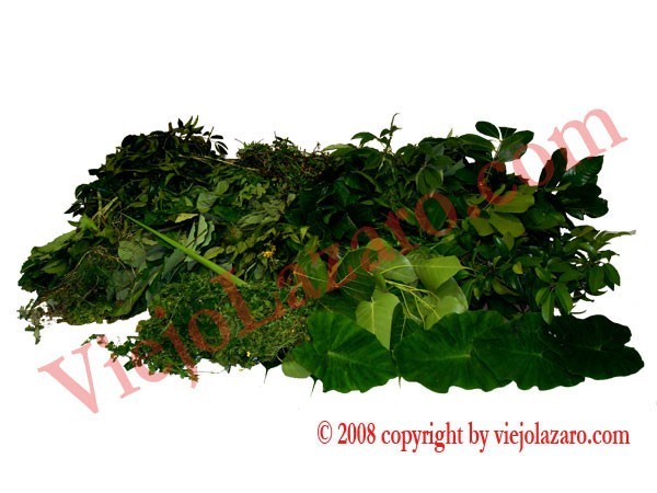 Osha Herbs (21 Ewe) 