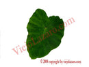 Malanga Leaf 