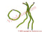 Orula Ide (One Strand)