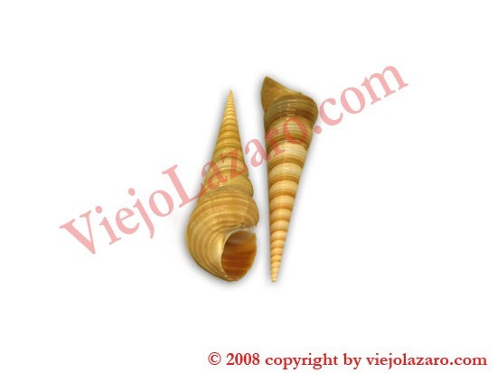 Tirabuzon 