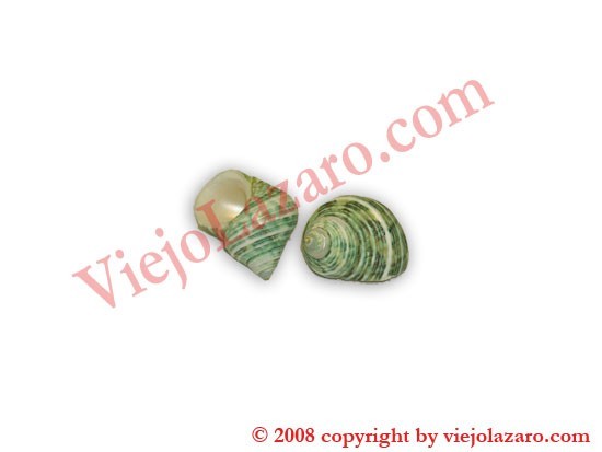 Green Shell