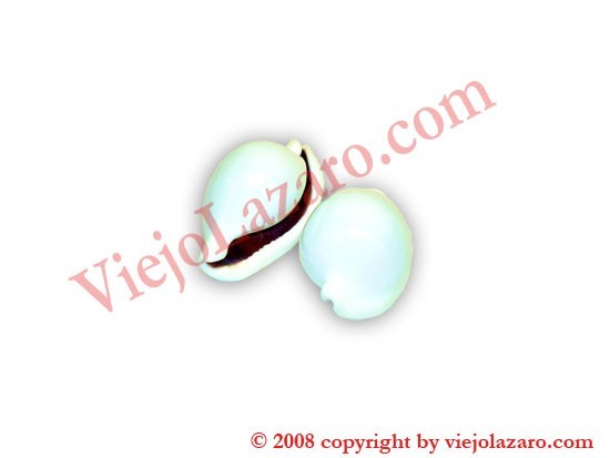 Egg Cowrie
