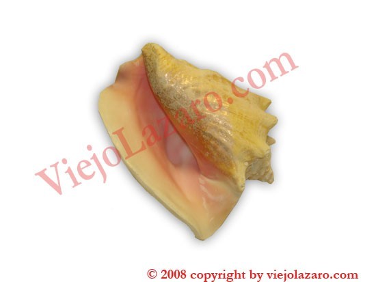 Covo Shell 