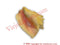 Covo Shell 