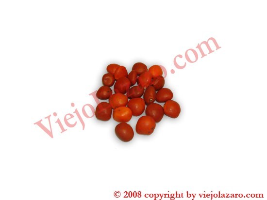 Red Ocean Seeds 