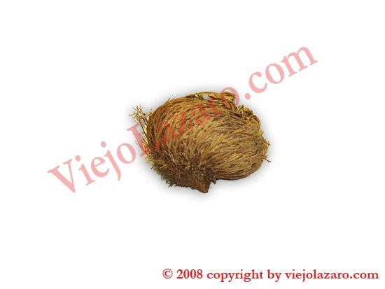 Flower of Jericho 