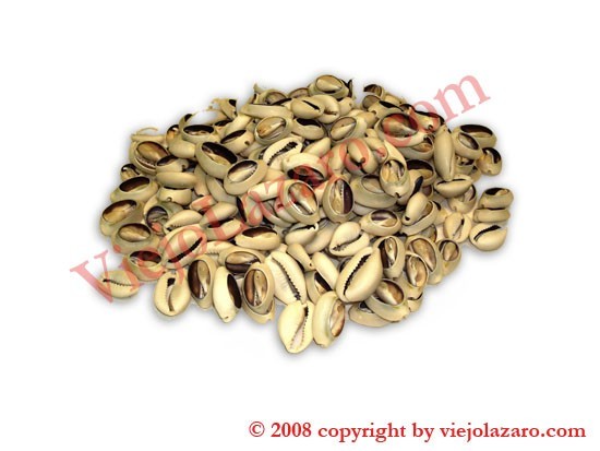 Cowrie Shell - Open 