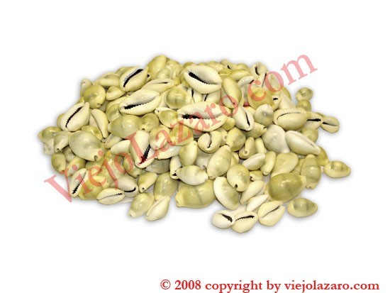 Money Cowrie