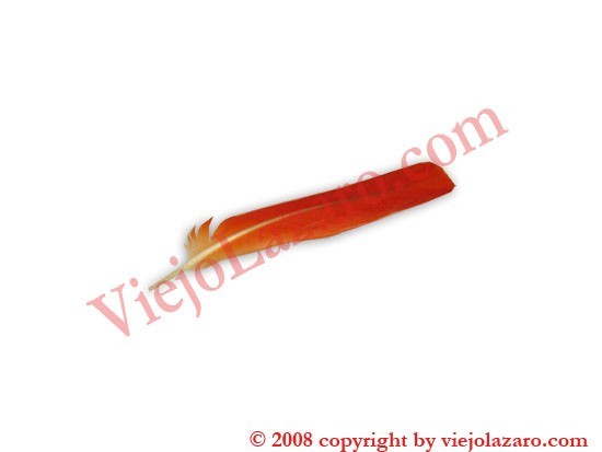 Red Parrot Feather 
