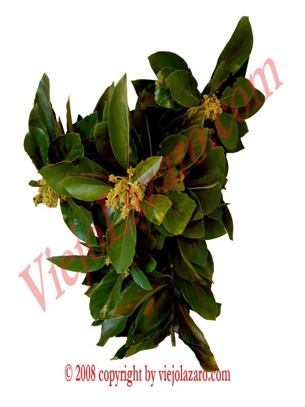 Aguacate Herbs