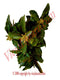 Aguacate Herbs