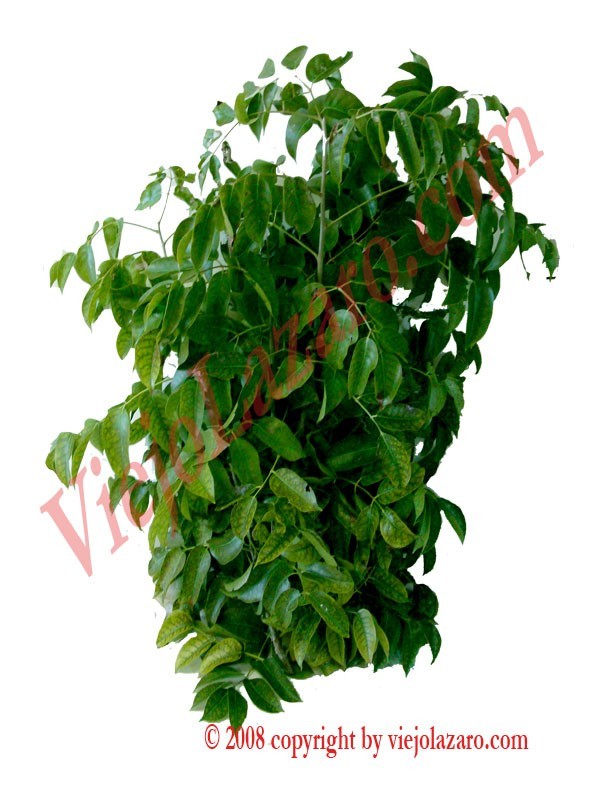Almacigo Herbs