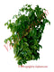 Almacigo Herbs