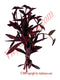 Cucaracha Herbs