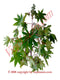 Higuereta Herbs