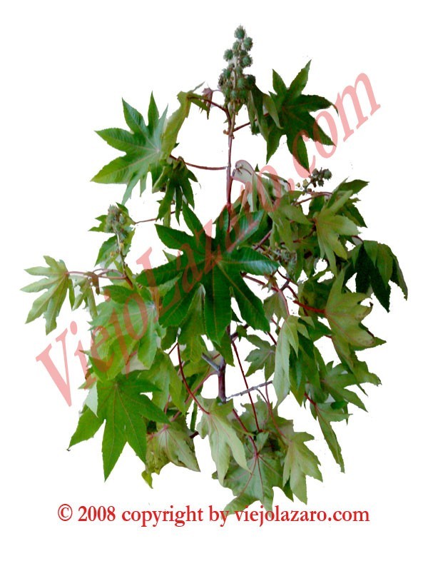 Higuereta Herbs