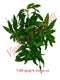 Mango Herbs