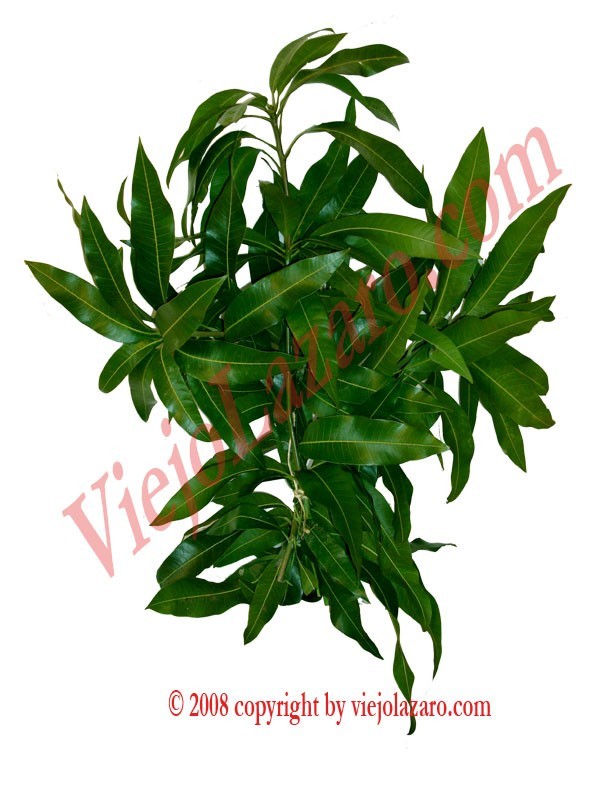 Mango Herbs