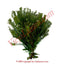 Mastuerzo Herbs (Sabe Leccion)