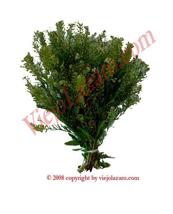 Mastuerzo Herbs (Sabe Leccion)