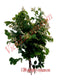 Nevada Herbs