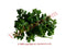 Quita maldicion Herbs