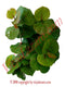 Uva Caleta Herbs