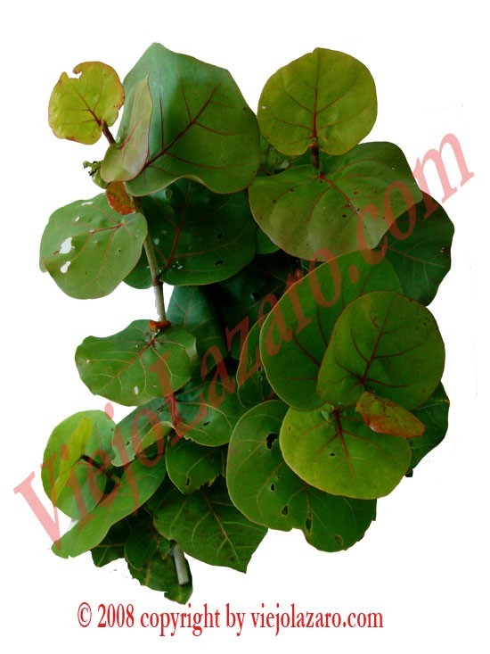 Uva Caleta Herbs