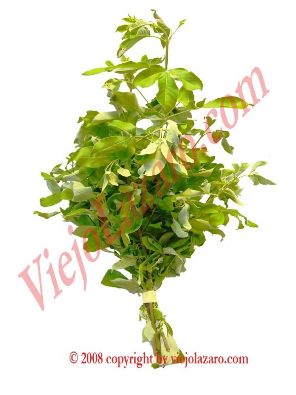 Vence Guerra Herbs