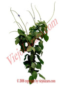 Verbena Herbs