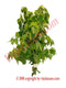 Rompesaraguey Herbs 
