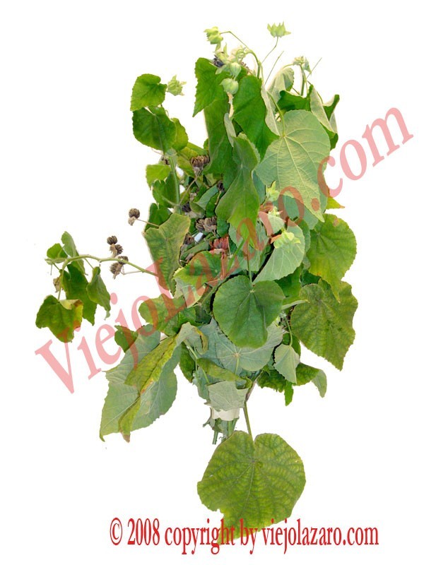 Boton de Oro Herbs 