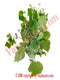 Boton de Oro Herbs 