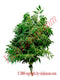 Paraiso Herbs. 