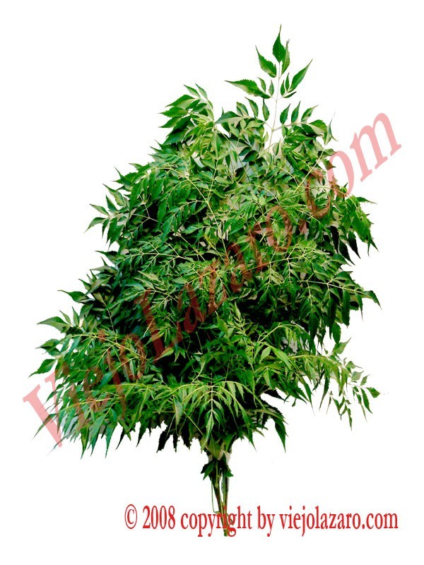 Paraiso Herbs. 