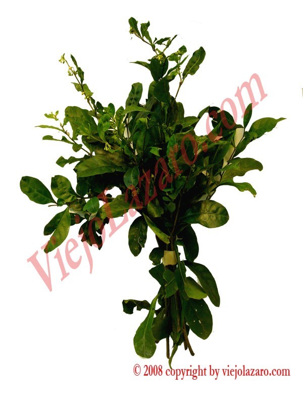 Siguaraya Herbs 