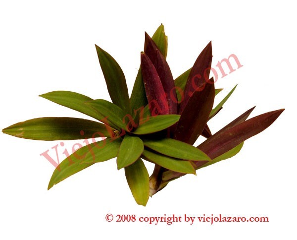 Cordovan Herbs