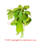 Almendra Herbs