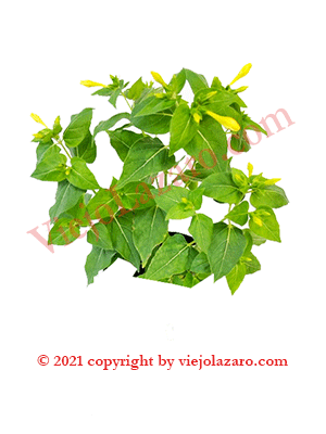 Maravilla Herbs