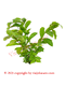 Guayaba Herbs