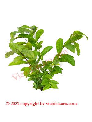 Guayaba Herbs