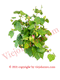 Algodon Herbs